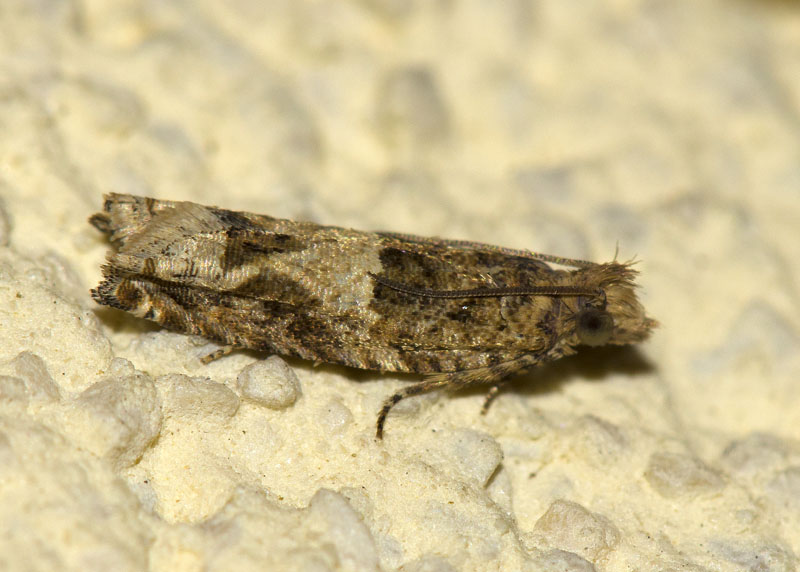 Tortricidae - Crocidosema plebejana